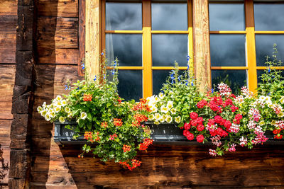 Potted plants on glass window