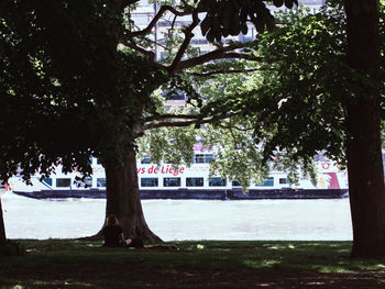 Trees and buildings in park