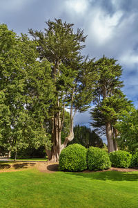 Trees in park