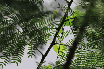 Low angle view of pine tree leaves