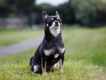 Short-haired chihuahua breed dog of dark gray color. chihuahua dog portrait outside in public park.