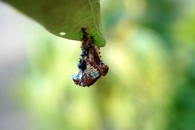 Mature pupa of common sergeant butterfly hanging on the leaf