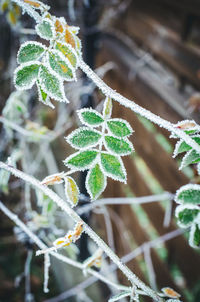 Close-up of plant