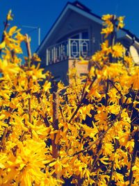 Close-up of yellow flowering plant against building