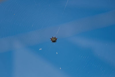 Spider on web against blue sky