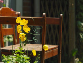 Close-up of yellow flowers in vase on table