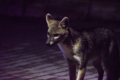 Portrait of fox looking at night