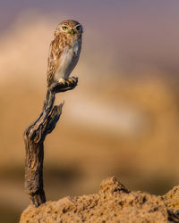 Close-up of a bird perching on rock