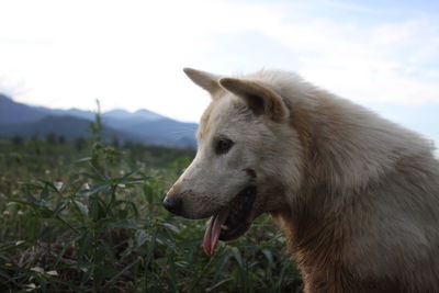 Close-up of dog looking away on field