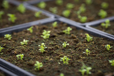 Close-up of plants growing on field