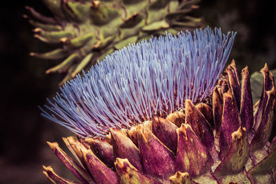 Close-up of purple flowering plant