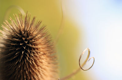 Close-up of cactus plant