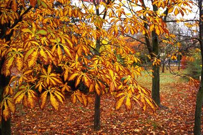 Close-up of autumn tree in forest
