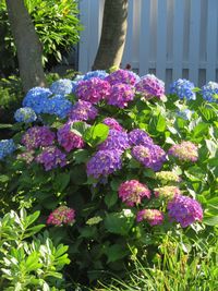 Close-up of flowers blooming outdoors