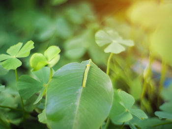 Close-up of green leaves