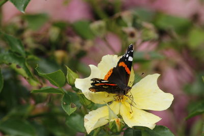 Close-up of butterfly pollinating on flower