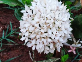 Close-up of white flowering plant