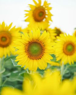 Close-up of yellow flowering plant