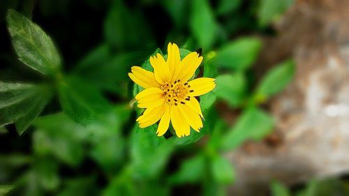 Close-up of yellow flower