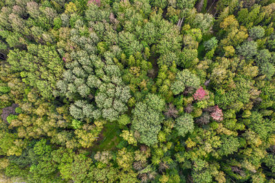 Directly above aerial drone full frame shot of mixed foliar and pine forest with beautiful texture