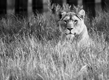 Lion in a field