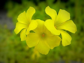 Close-up of yellow flowering plant