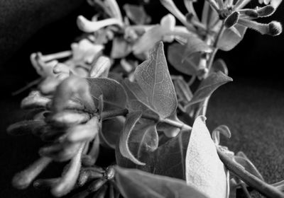 Close-up of flowers