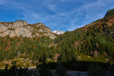 Scenic view of pine trees and mountains against sky