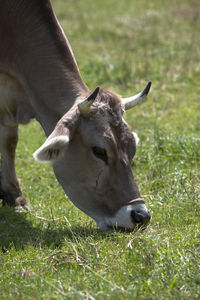 Ox in a a erd of cows on a meadow in bavaria, germany