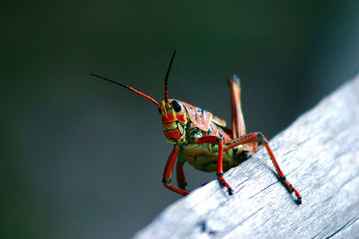 Close-up of insect