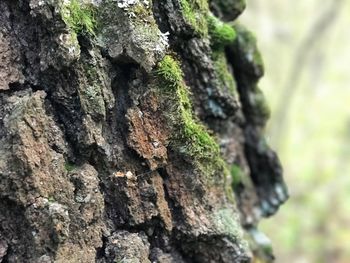 Close-up of moss growing on tree trunk