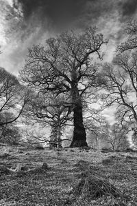 Low angle view of bare trees on field against sky