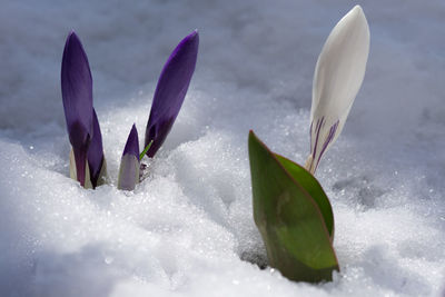 Close-up of snow on plant
