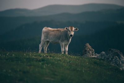 Horse standing on field against mountain