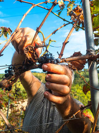 Cropped hand of man holding plant