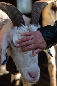 Full length of hand with goat