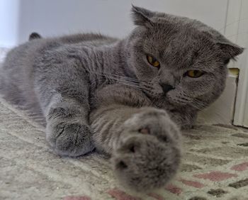 Close-up of cat lying on bed