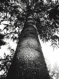 Low angle view of tree against sky