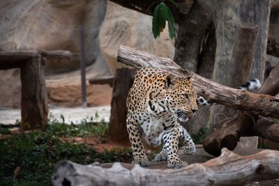 Full length of a cat in zoo