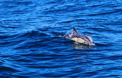 Bird swimming in sea