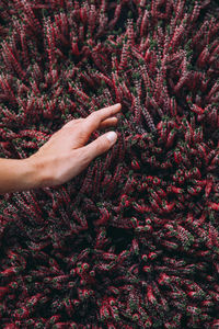 Crop hand of woman touching beautiful blooming red heather flowers