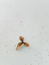 Close-up of lizard on white background