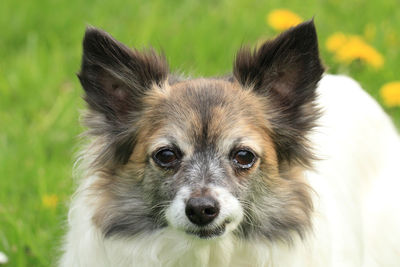 Close-up portrait of dog