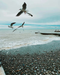 Seagulls flying over beach