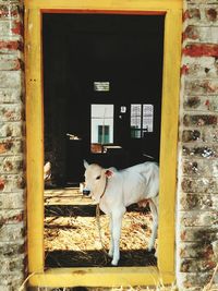 Cow calf standing in shed