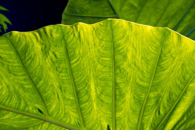 Freshness leaf of great caladium giant taro