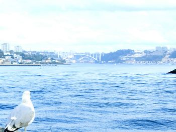 Swans on sea by cityscape against sky