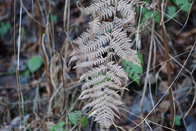 Close-up of dried plant in forest