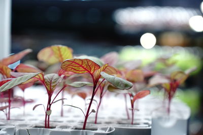 Close-up of potted plant