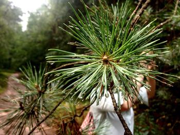 Close-up of pine tree